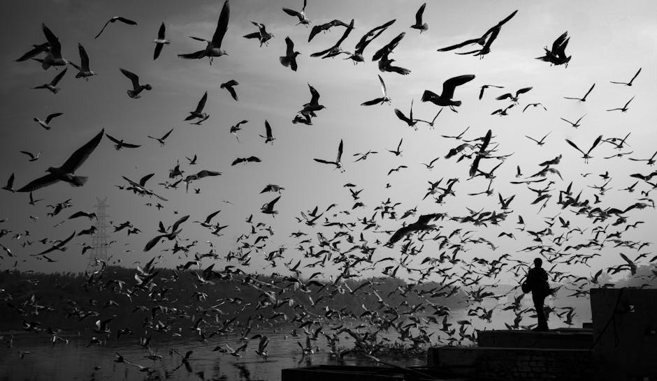 Volarize who we are